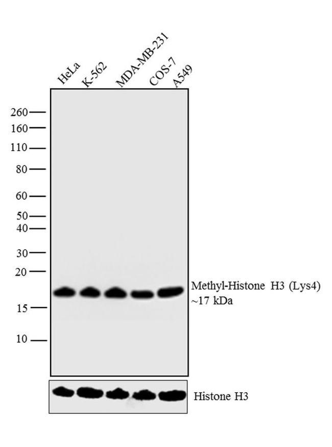 H3K9me1 Antibody in Western Blot (WB)