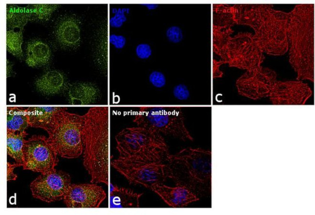 Aldolase C Antibody in Immunocytochemistry (ICC/IF)