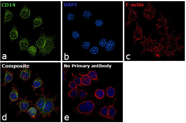 CD14 Antibody in Immunocytochemistry (ICC/IF)