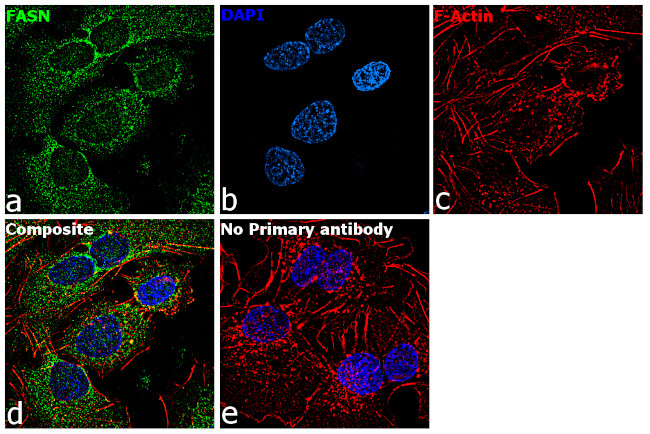 FASN Antibody in Immunocytochemistry (ICC/IF)