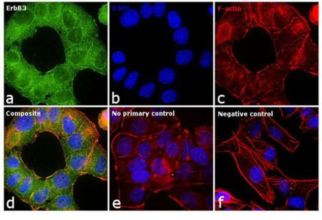 ErbB3 Antibody in Immunocytochemistry (ICC/IF)