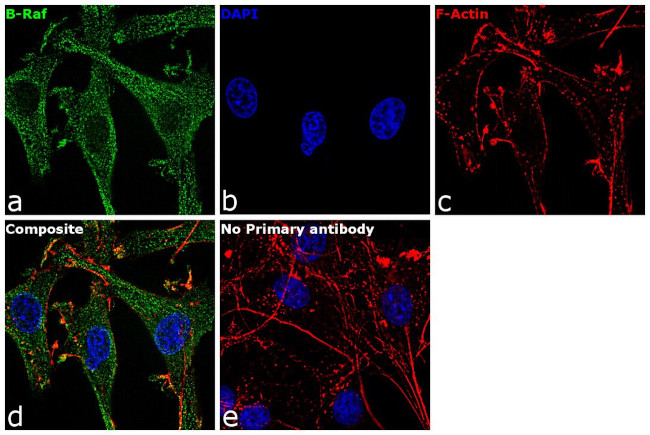 B-Raf Antibody in Immunocytochemistry (ICC/IF)