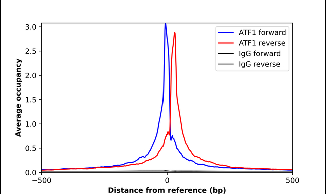 ATF1 Antibody in ChIP Assay (ChIP)