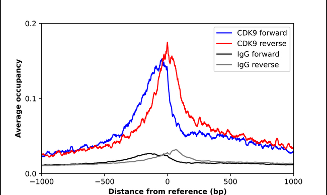 CDK9 Antibody in ChIP Assay (ChIP)