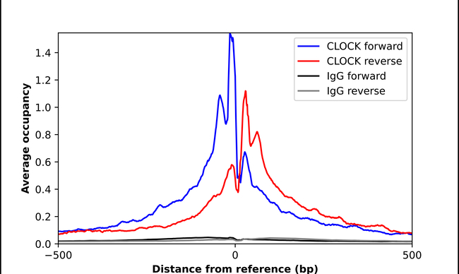 CLOCK Antibody in ChIP Assay (ChIP)