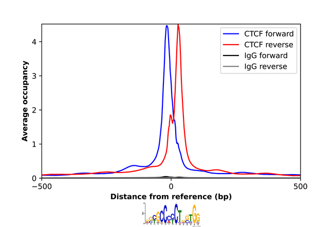 CTCF Antibody in ChIP Assay (ChIP)