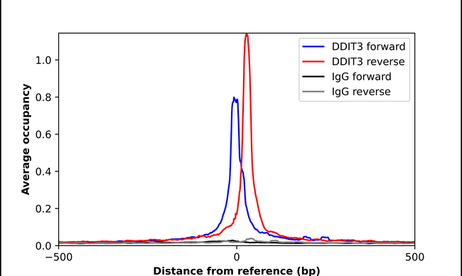 CHOP Antibody in ChIP Assay (ChIP)