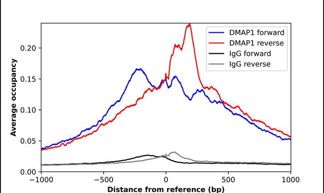 DMAP1 Antibody in ChIP Assay (ChIP)