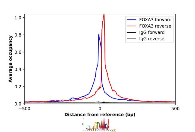 FOXA3 Antibody in ChIP Assay (ChIP)
