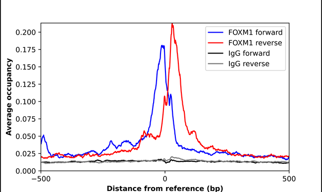 FOXM1 Antibody in ChIP Assay (ChIP)