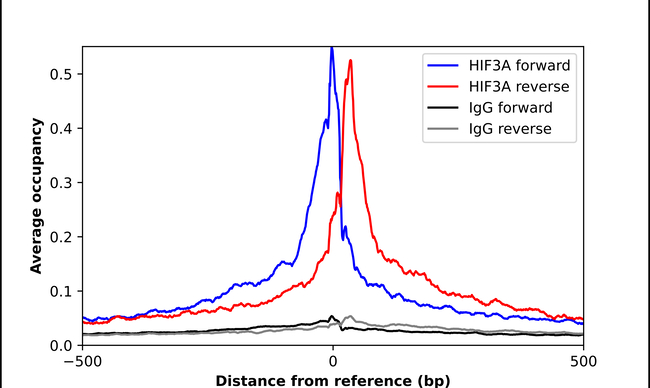 HIF3A Antibody in ChIP Assay (ChIP)