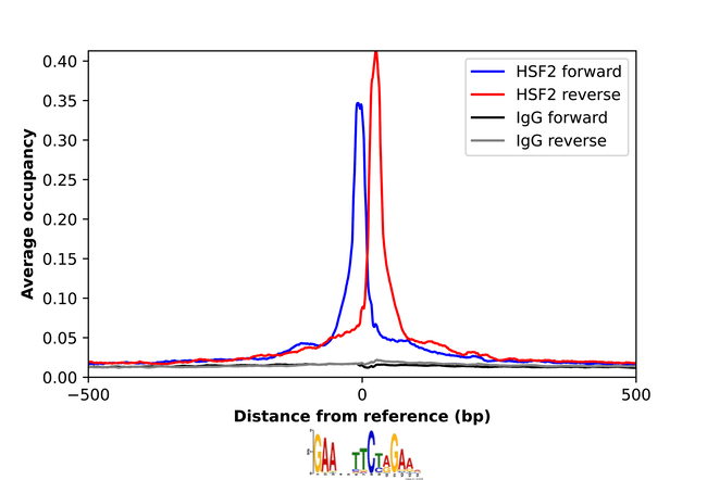 HSF2 Antibody in ChIP Assay (ChIP)