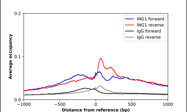 ING1 Antibody in ChIP Assay (ChIP)