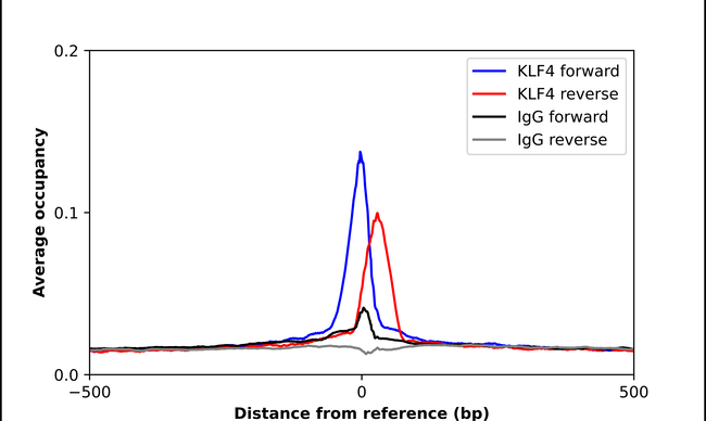 KLF4 Antibody in ChIP Assay (ChIP)