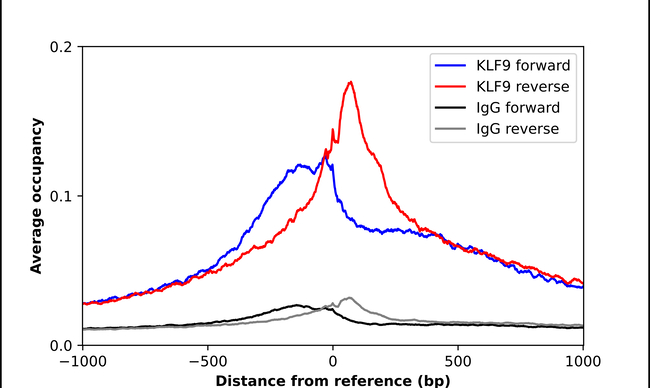 KLF9 Antibody in ChIP Assay (ChIP)