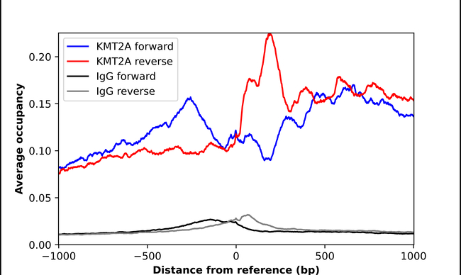 HRX Antibody in ChIP Assay (ChIP)