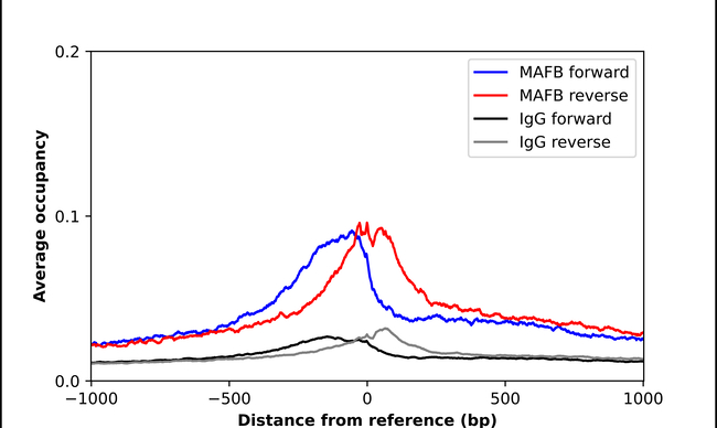MAFB Antibody in ChIP Assay (ChIP)