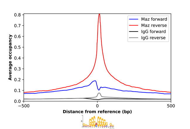 MAZ Antibody in ChIP Assay (ChIP)