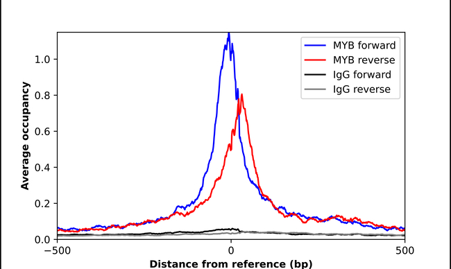 Myb Antibody in ChIP Assay (ChIP)