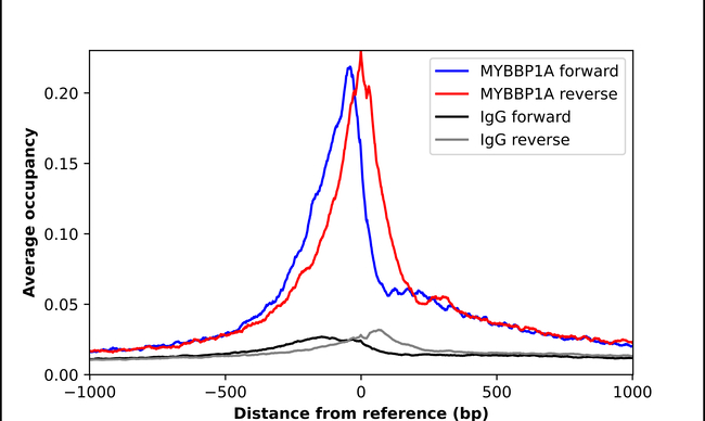 MYBBP1A Antibody in ChIP Assay (ChIP)