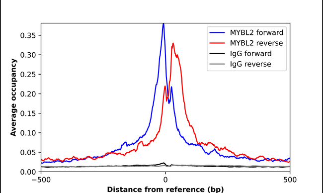 B-Myb Antibody in ChIP Assay (ChIP)