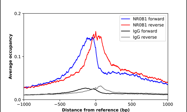 NR0B1 Antibody in ChIP Assay (ChIP)