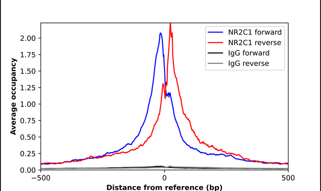 TR2 Antibody in ChIP Assay (ChIP)