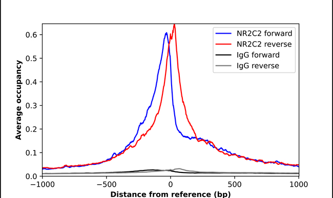 NR2C2 Antibody in ChIP Assay (ChIP)