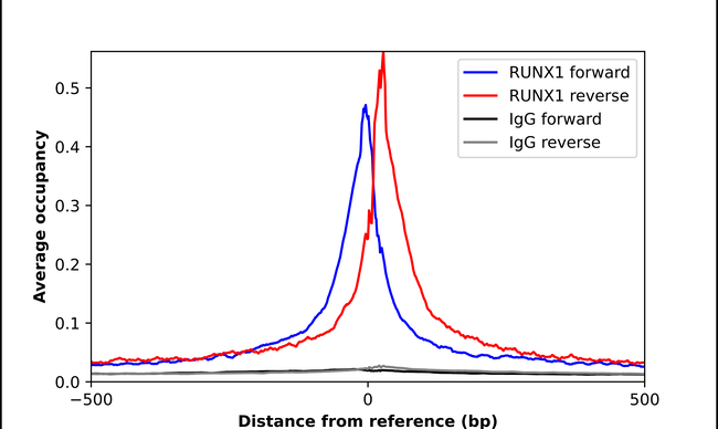 RUNX1 Antibody in ChIP Assay (ChIP)