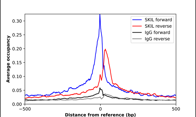 SnoN Antibody in ChIP Assay (ChIP)