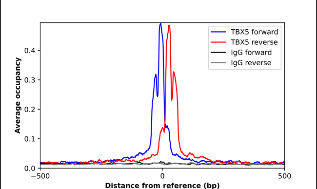TBX5 Antibody in ChIP Assay (ChIP)