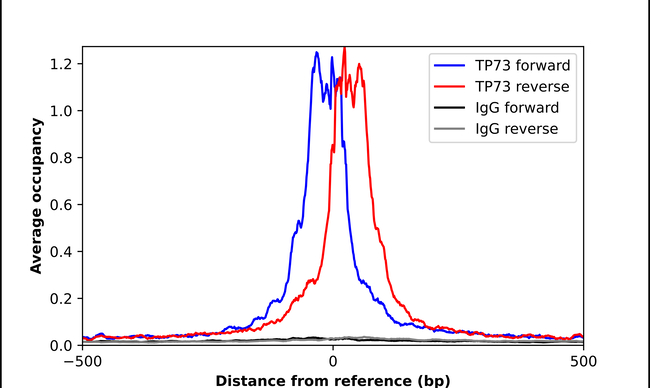 p73 Antibody in ChIP Assay (ChIP)