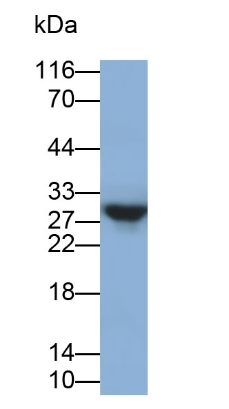 Beta-casein Antibody in Western Blot (WB)