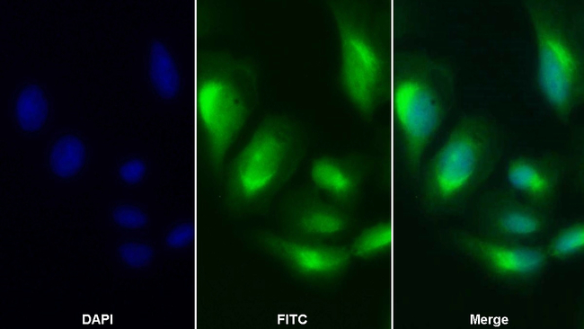ISLR Antibody in Immunocytochemistry (ICC/IF)