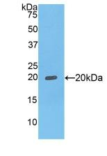 FCGBP Antibody in Western Blot (WB)