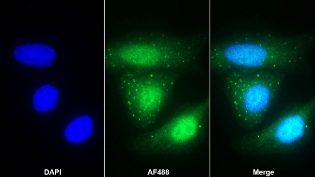 EGR3 Antibody in Immunocytochemistry (ICC/IF)