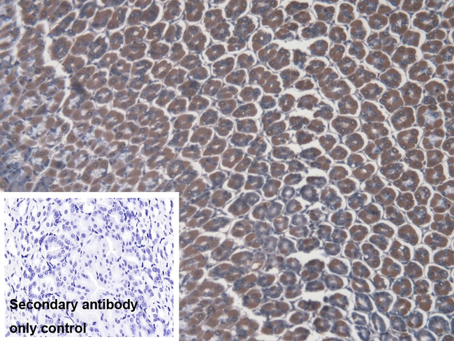 ATP4A Antibody in Immunohistochemistry (Paraffin) (IHC (P))