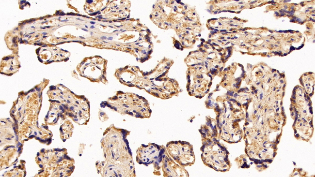 PAPPA Antibody in Immunohistochemistry (Paraffin) (IHC (P))