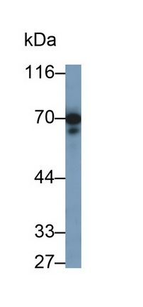 PTPRO Antibody in Western Blot (WB)