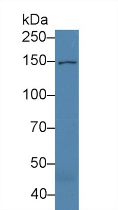 COL16A1 Antibody in Western Blot (WB)