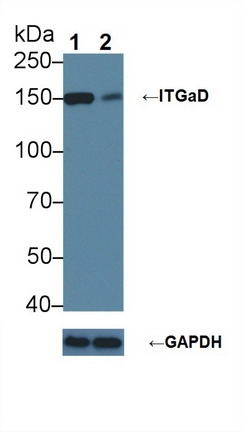 CD11d Antibody in Western Blot (WB)