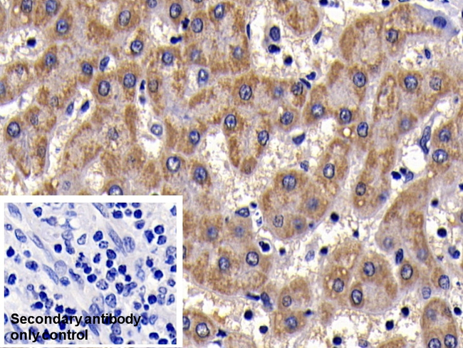 SAA Antibody in Immunohistochemistry (Paraffin) (IHC (P))