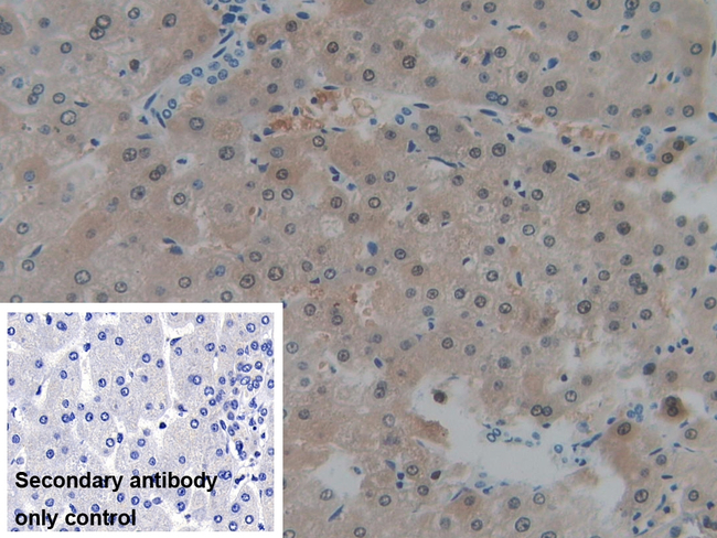 MT-ND1 Antibody in Immunohistochemistry (Paraffin) (IHC (P))