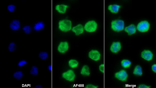 CD31 Antibody in Immunocytochemistry (ICC/IF)