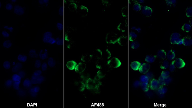 CD100 Antibody in Immunocytochemistry (ICC/IF)