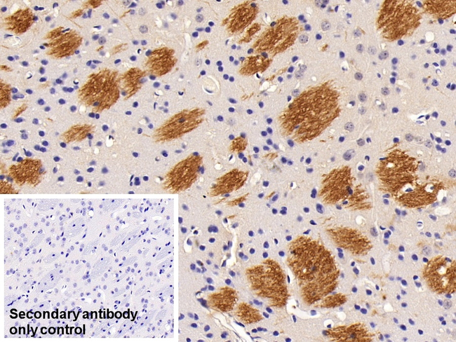 FLT3LG Antibody in Immunohistochemistry (Paraffin) (IHC (P))