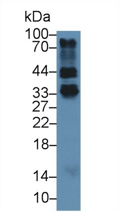 FOLR4 Antibody in Western Blot (WB)