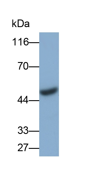 NFIX Antibody in Western Blot (WB)