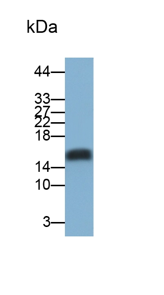 REG3B Antibody in Western Blot (WB)