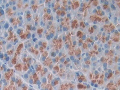 Osteocrin Antibody in Immunohistochemistry (Paraffin) (IHC (P))
